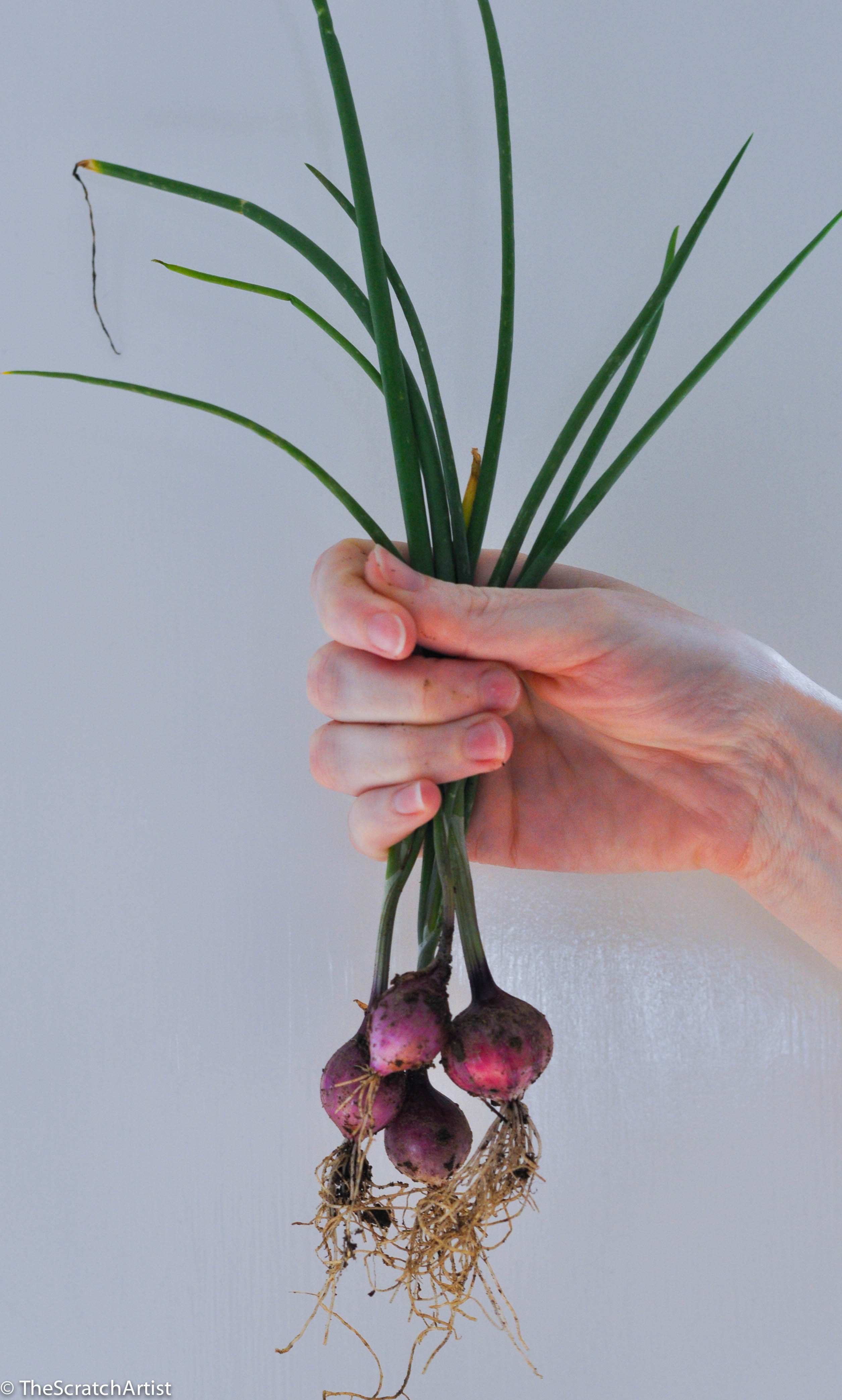 Harvested Purplette Onions The Scratch Artist