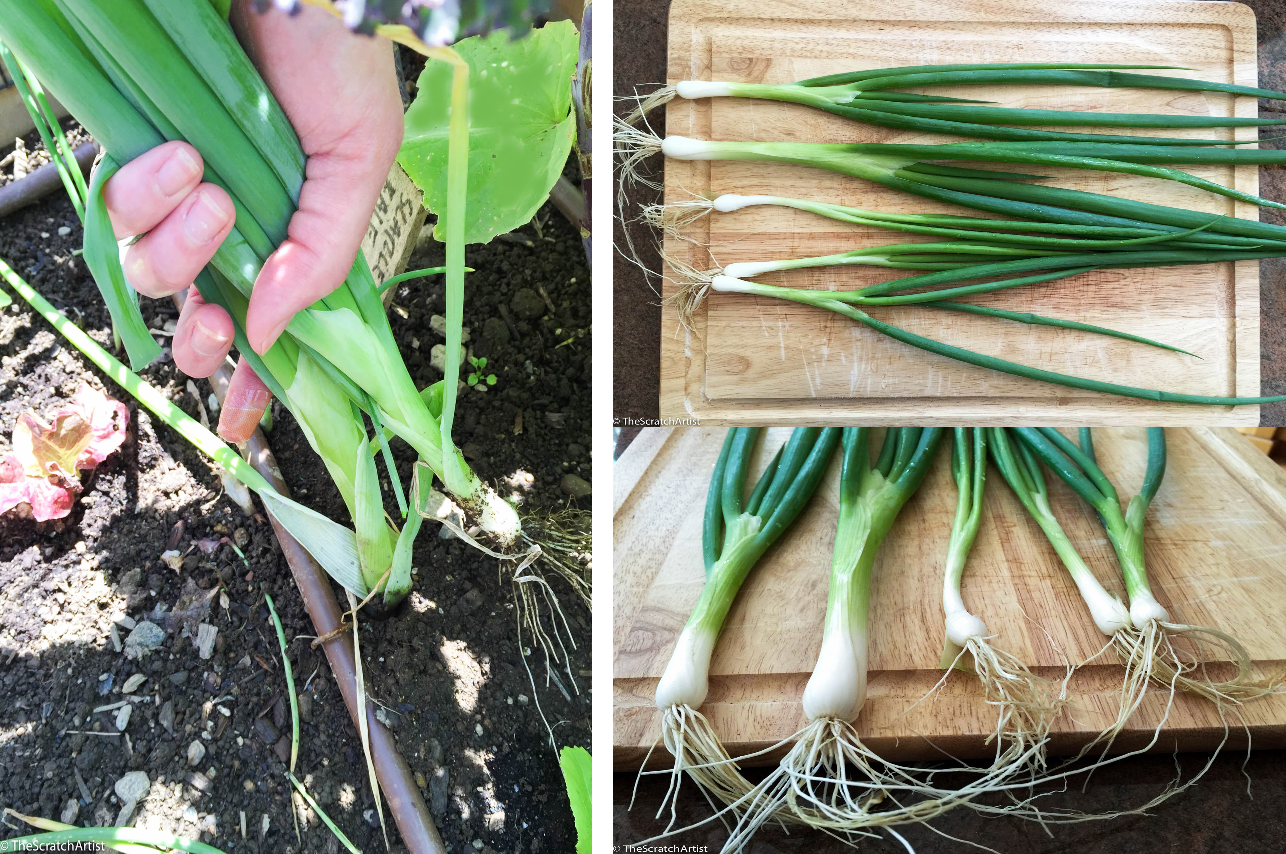 LARGEST Scallions I've ever seen - The Scratch Artist